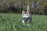 ALASKAN MALAMUTE 180